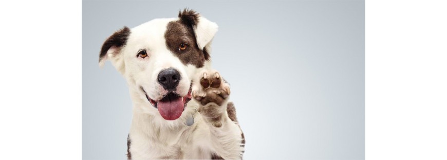 Productos ecológicos para perros de la mejor calidad